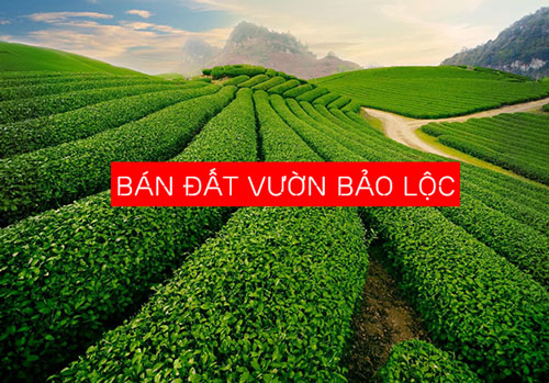 Bán-đất-vườn-Bảo-Lộc-Lâm-Đồng