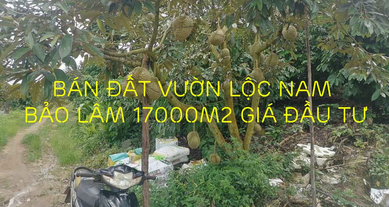 Bán đất vườn Lộc Nam Bảo Lâm 17000m2 giá đầu tư